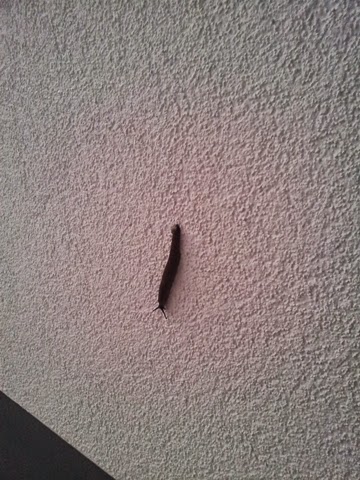 Anita Dirk S Bautagebuch Winkelbungalow Fortschritt