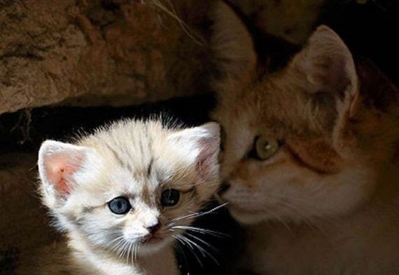 Mangkuk Pinggan: Anak Kucing Paling Comel Di Dunia