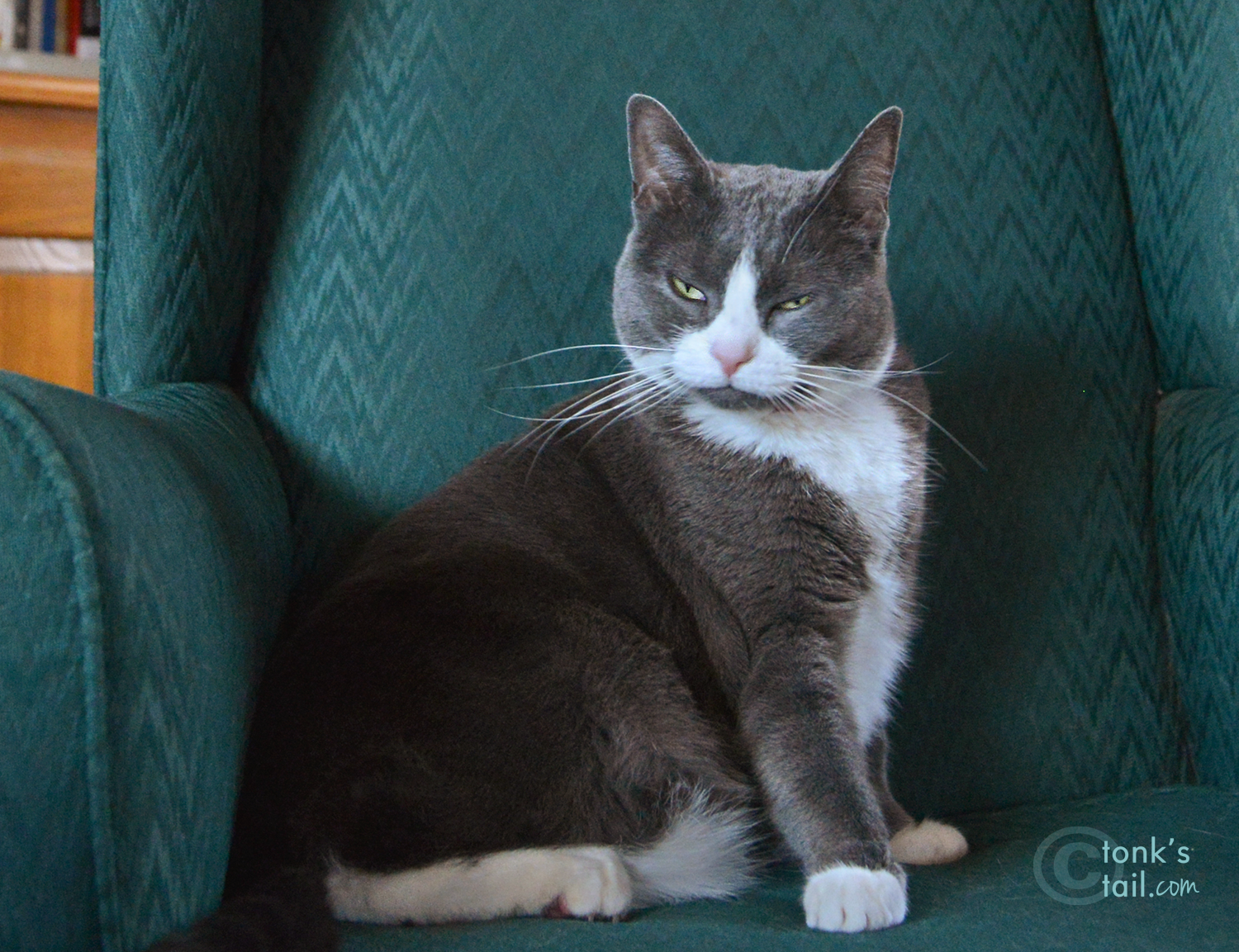 Allie looking scornful! #snobbycat #tudedocat #cathumor #catsonchairs #cats
