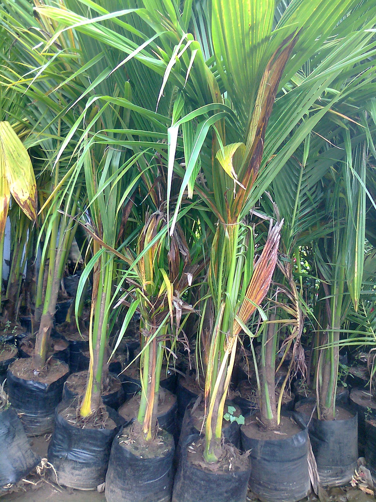 Garden Plant Nursery Ahmedabad specimen garden plants nursery