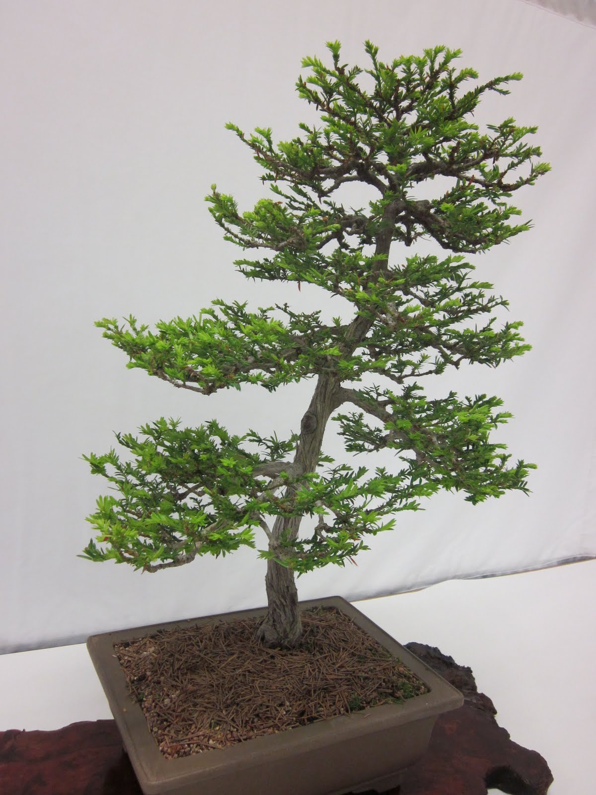 26 Excellent Coast Redwood Bonsai Images 26 Excellent Coast Redwood Bonsai Images