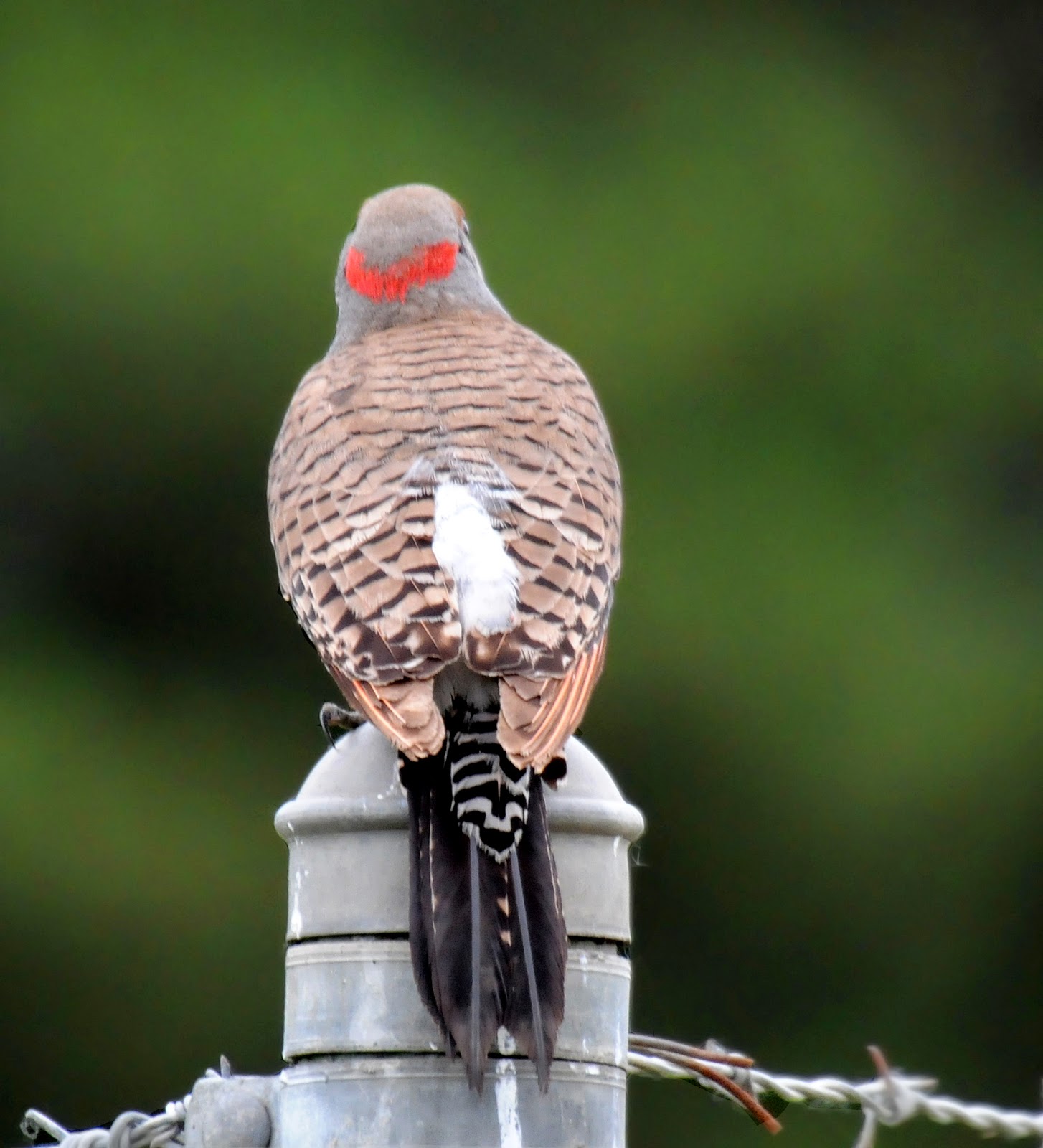 Define flickery holoseranywhere