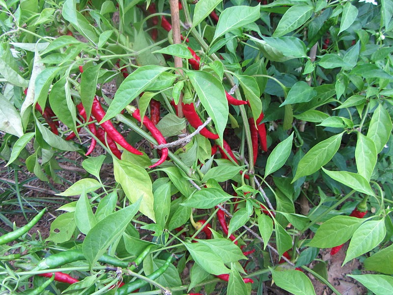 The Rusted Vegetable Garden