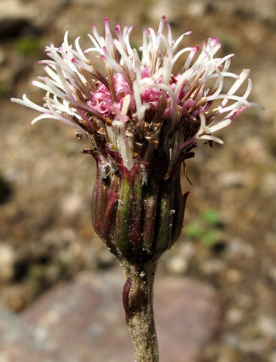 rencontres polygames