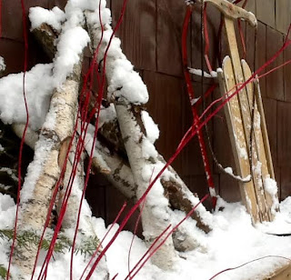 Photo : des bouts de bouleaux et un traineux, couverts de neige, sont placés debouts le long d'un mur brun.