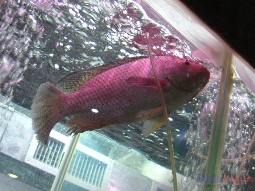 Philippine Fish Species List of Common Fish in the Philippines