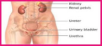 Askep Inkontinensia Urine, Blog Keperawatan