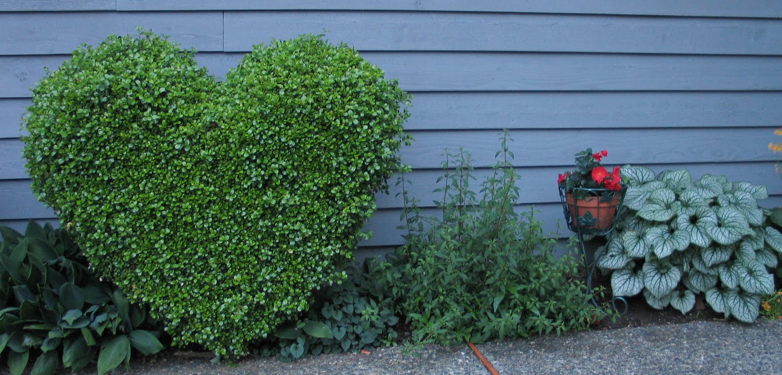 My Petal Press Garden Blog Plants for the North side of the house