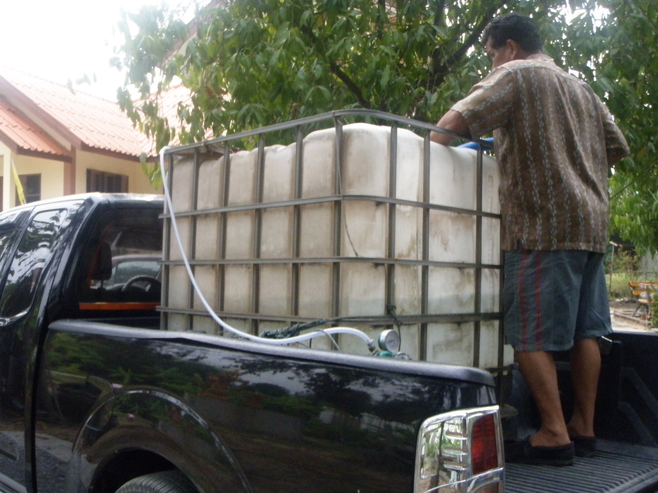SEATKU tilapia in cages