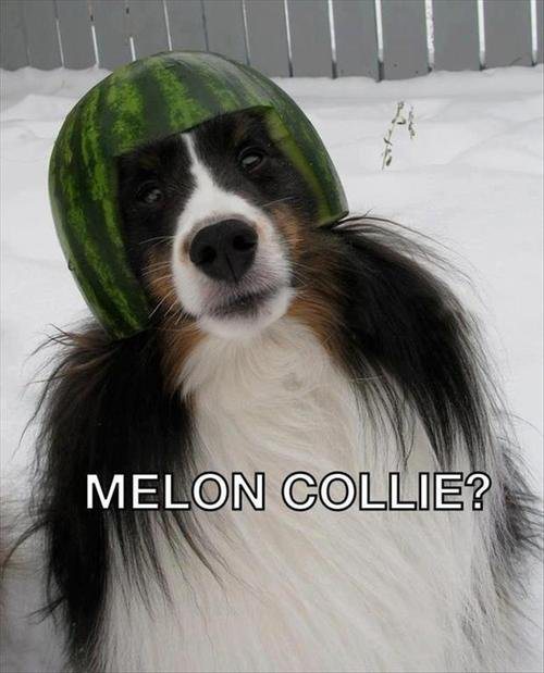 melon+collie.jpg