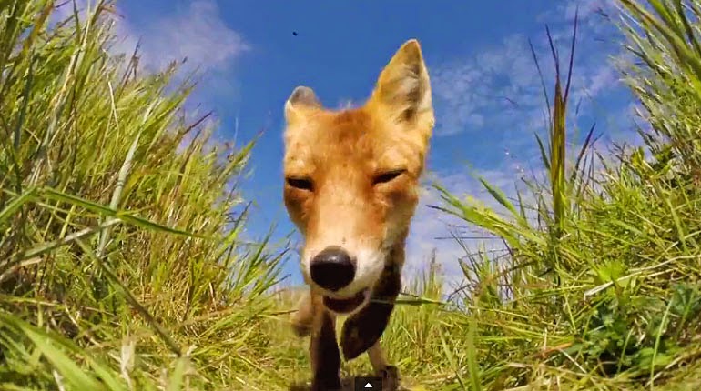 Determined Fox Tries To Kill And Eat A GoPro (VIDEO)