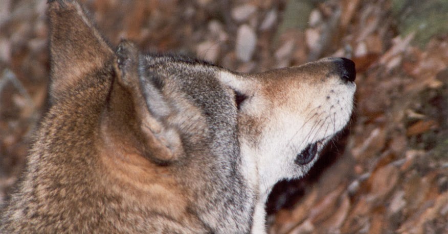 canis rufus canis rufus