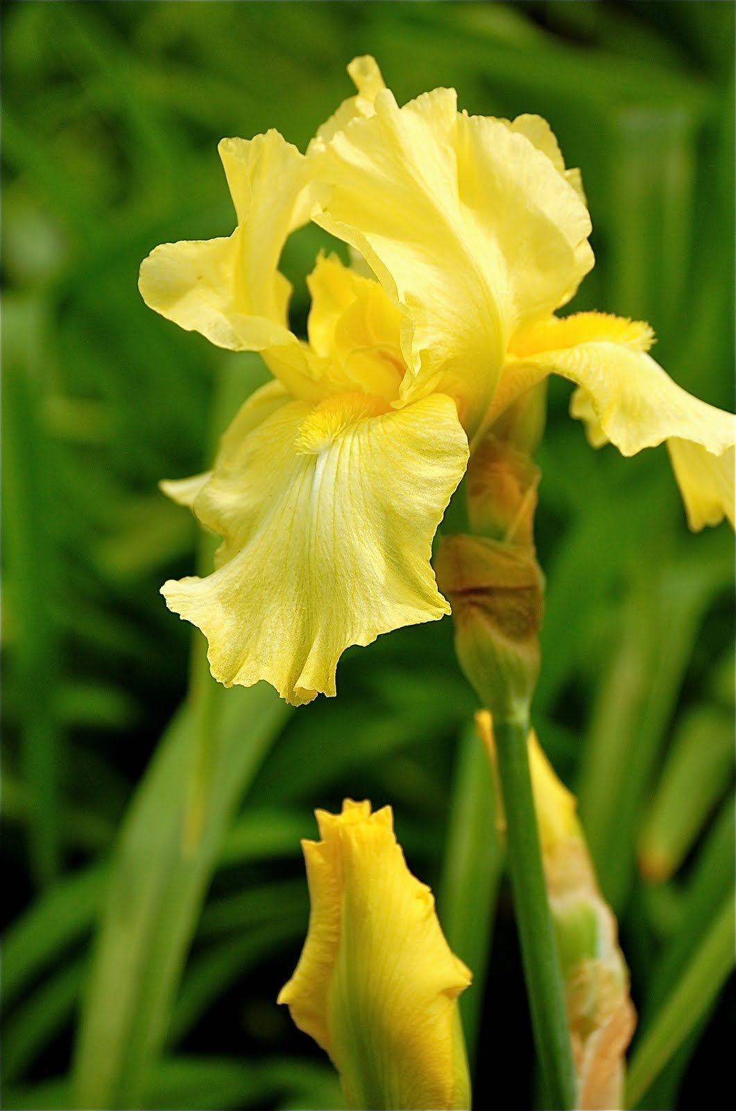 pORTcITYdAILYpHOTO Yellow Iris