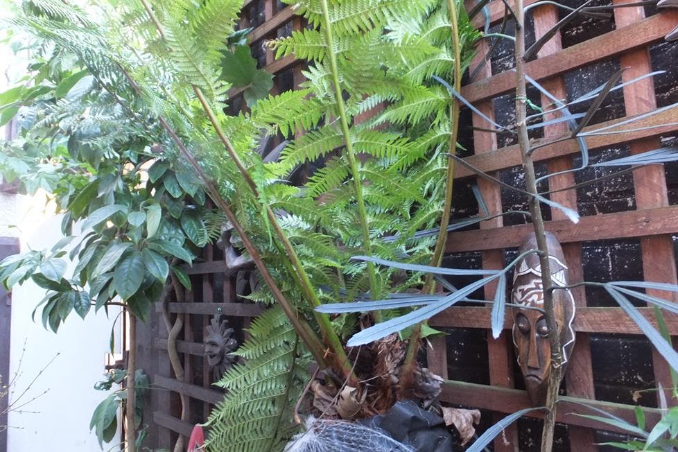 Alternative Eden How Not to Treat a Tree Fern