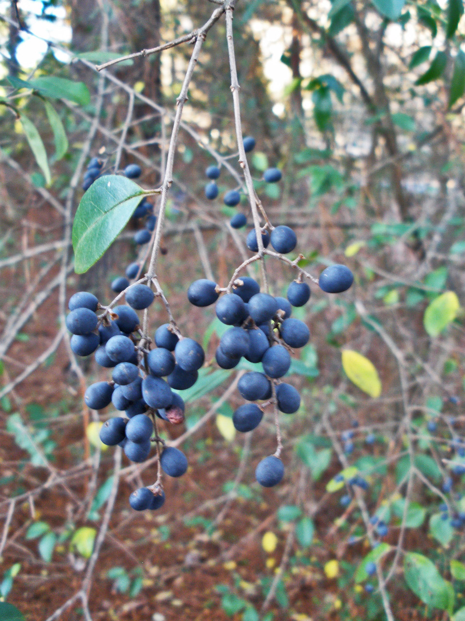 Mariette S Back To Basics Birdie Berries In Our Wood Garden