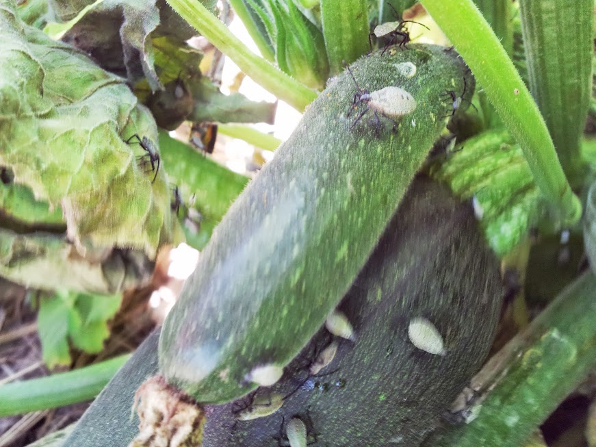 Backyard Farming Squash Bugs