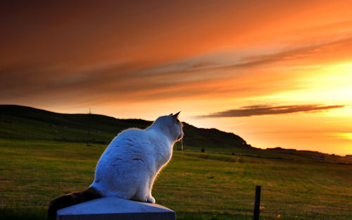 Gatito mirando el amanecer - Cat looking to sunset