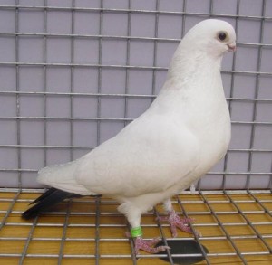 Budidaya Burung Info Tentang Burung Merpati