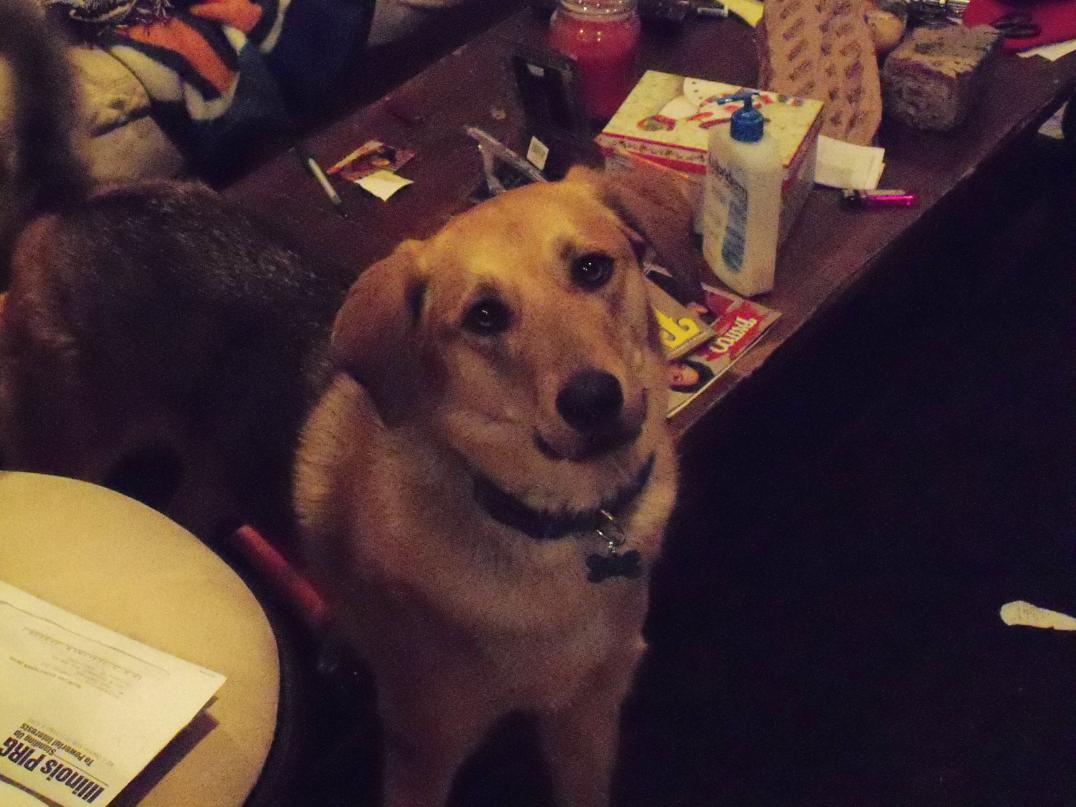 German Shepherd Poodle Mix Dog Training Home Dog Types