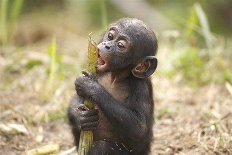 Bonobo forever <3
