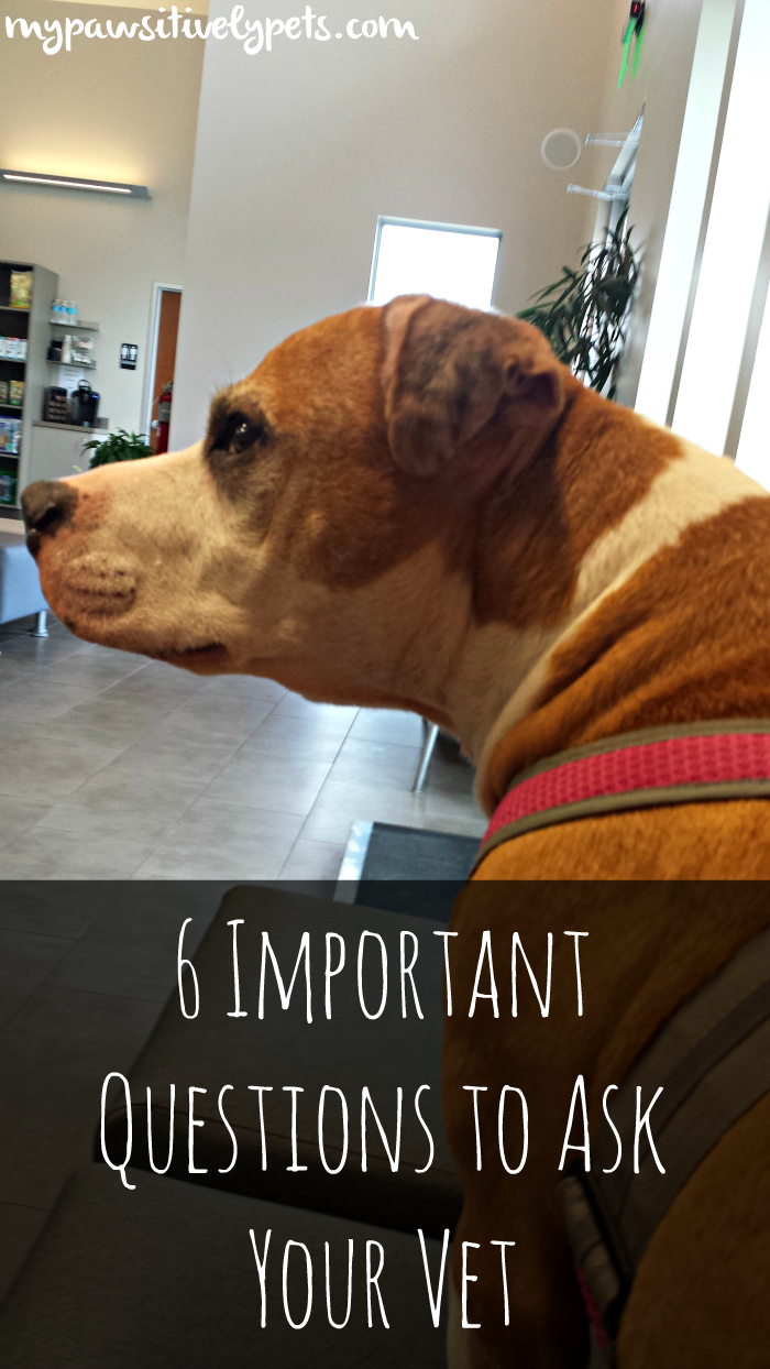 6 Important Questions to Ask Your Vet Pawsitively Pets