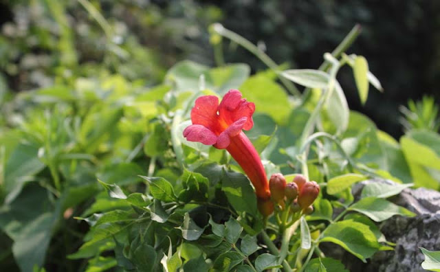 Trumpet Vine Flowers Pictures