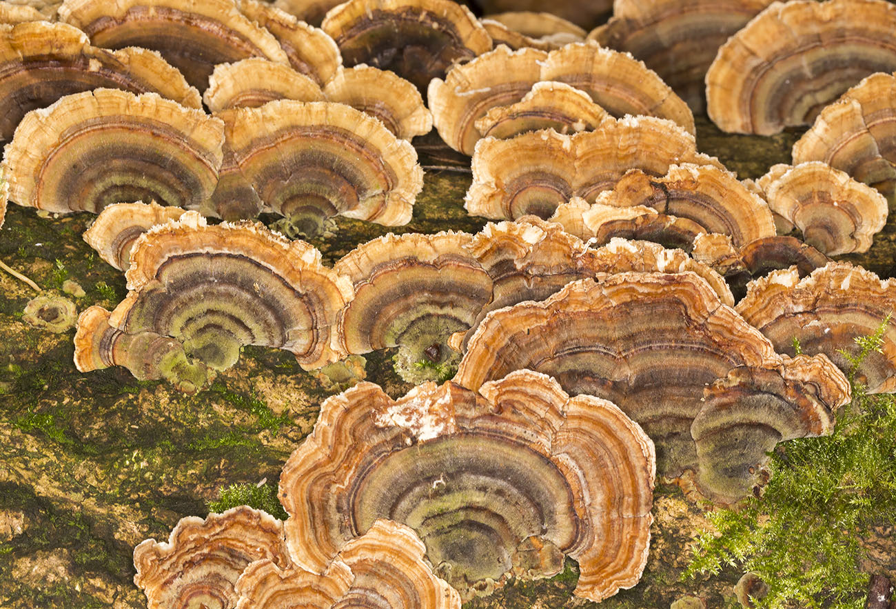 Trametes versicolor, Turkeytail High Elms, 26 November 2013. Trametes versicolor, Turkeytail High Elms, 26 November 2013.