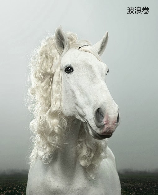 Little Black Dress Horses Nor Can With Stand The Trends To Wear Wigs