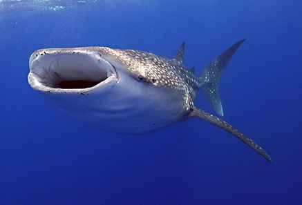 foto ikan hiu terbesar di dunia - gambar hewan - foto ikan hiu terbesar di dunia