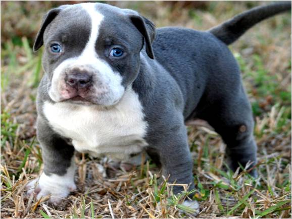 bully pit puppy