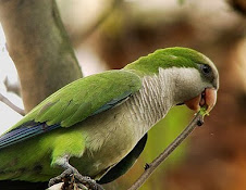 Fauna Bacia Taquari-Antas - Fonte: Aepan-ONG - Série: Aves