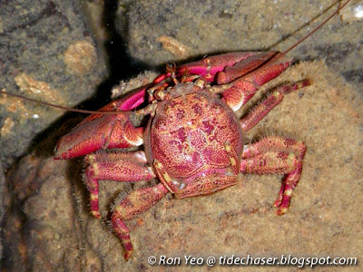 porcelain crabs hermit anomura singapore cf crab arthropoda phylum infraorder predators