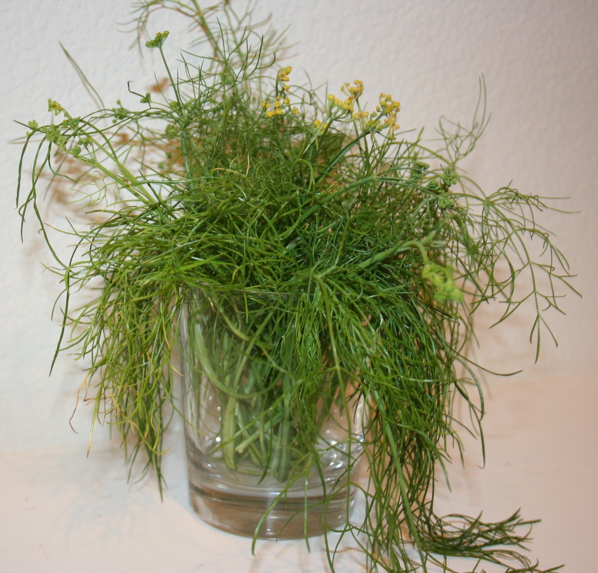 Life As It Comes Fennel Fronds