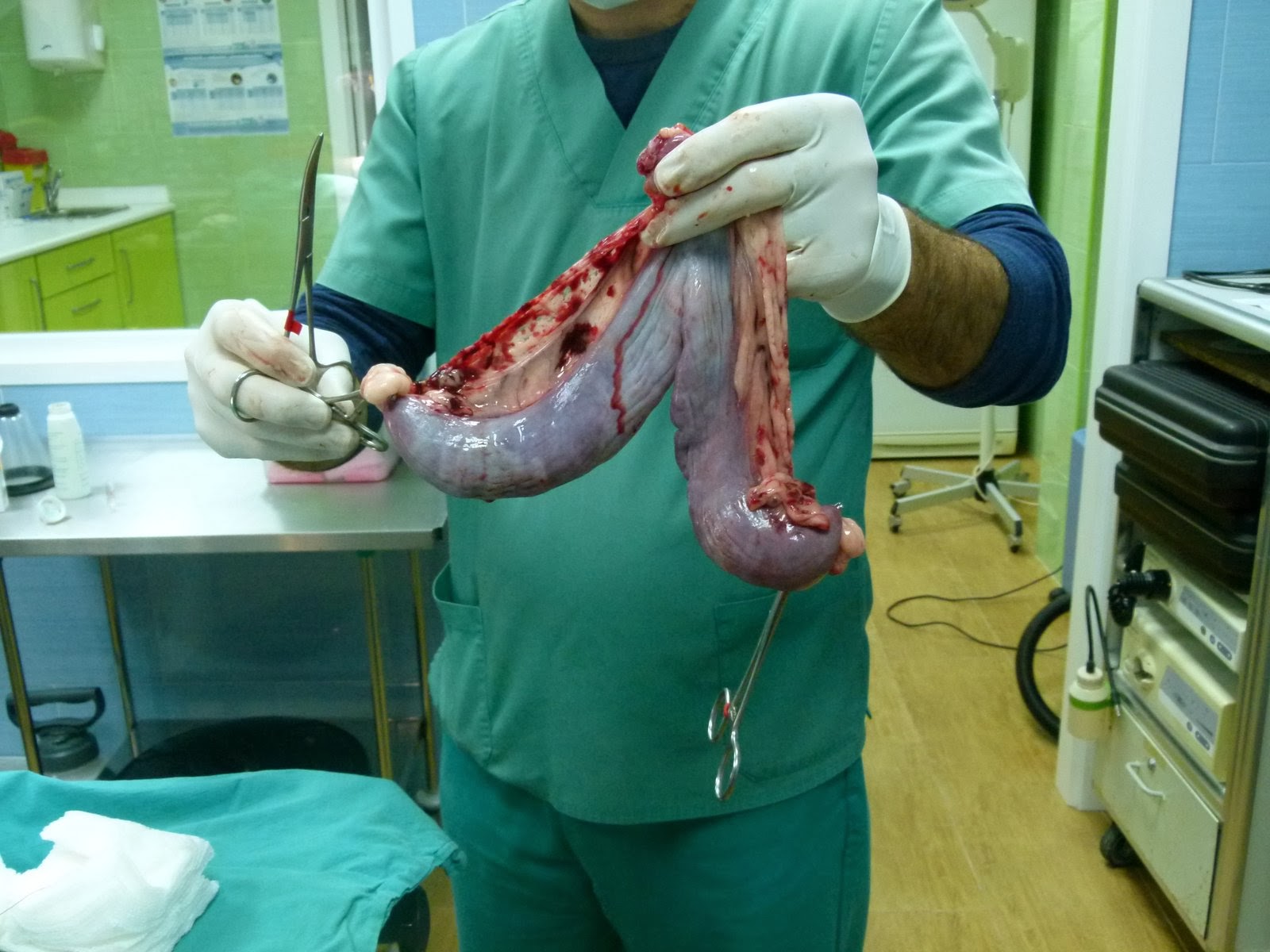 BLOG DE VICENTE PEÑA: A propósito de una piometra abierta