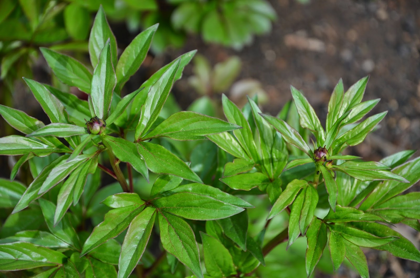 Southern Peony 2014 First Peony Seedlings to Bloom This Spring!
