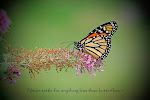 Save the Monarchs ~