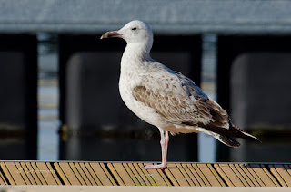 Gaviota caspica, Larus cachinnans, Caspian gull