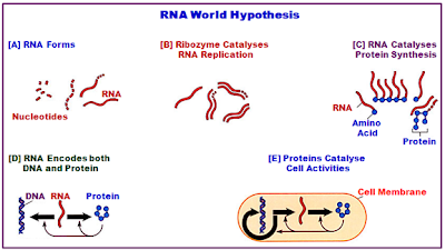 Rna world hypothesis Rna world hypothesis