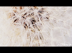 Get Wenn die zeit gekommen ist Free Wenn Die Zeit Gekommen Ist