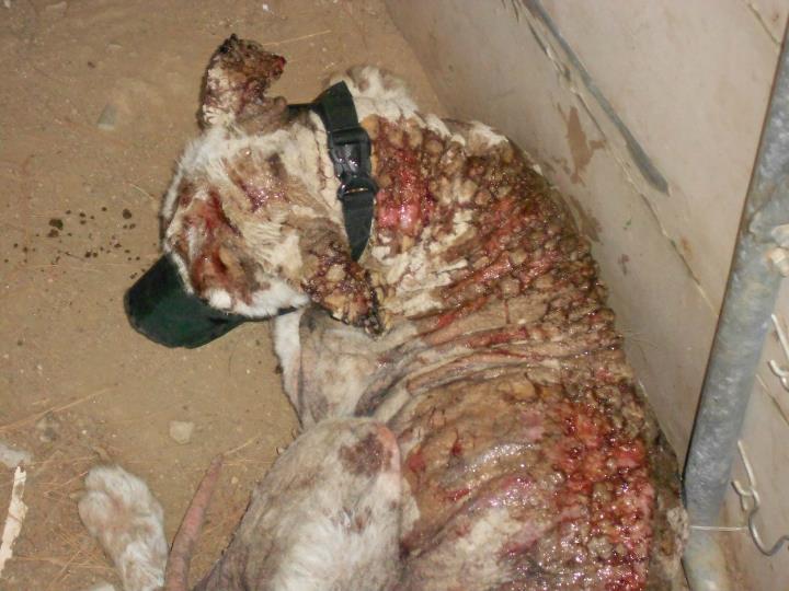 signs of mange in dogs mange in dogs early signs signs of mange in dogs mange in dogs early signs