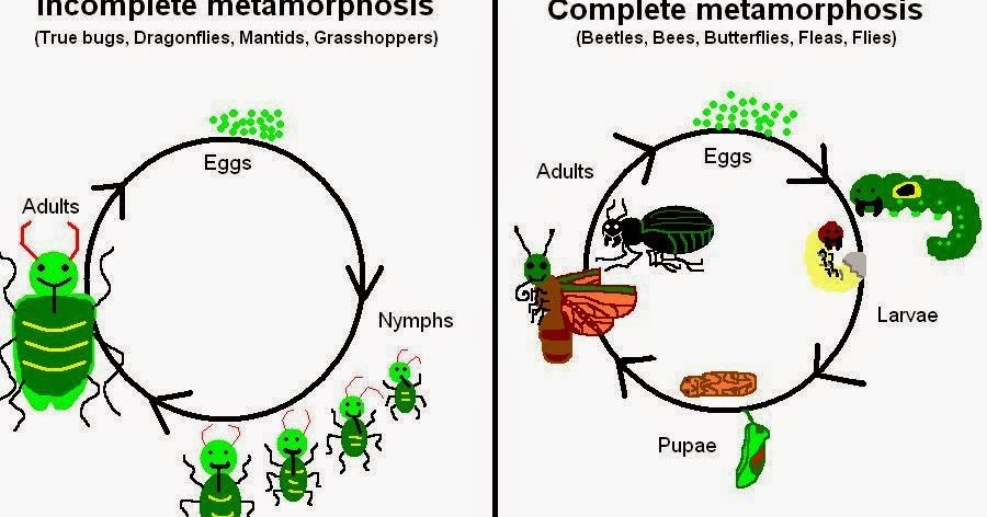 senior biology reproductive strategies venn diagram of complete and incomplete metamorphosis
