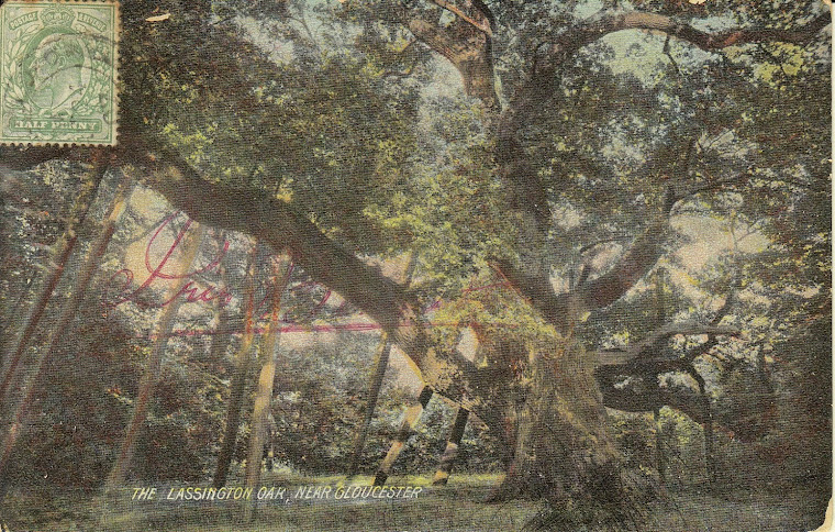 Lassington Oak 1902