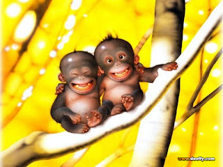 funny monkeys hd wallpapers