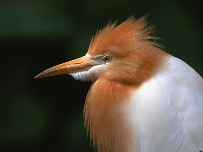 Latest Big Birds Wallpapers - Entertainment Only