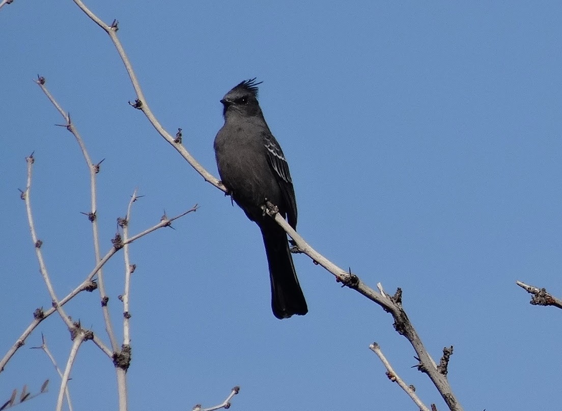 The Sam Wells Bug Page December Birds at Joshua Tree National Park