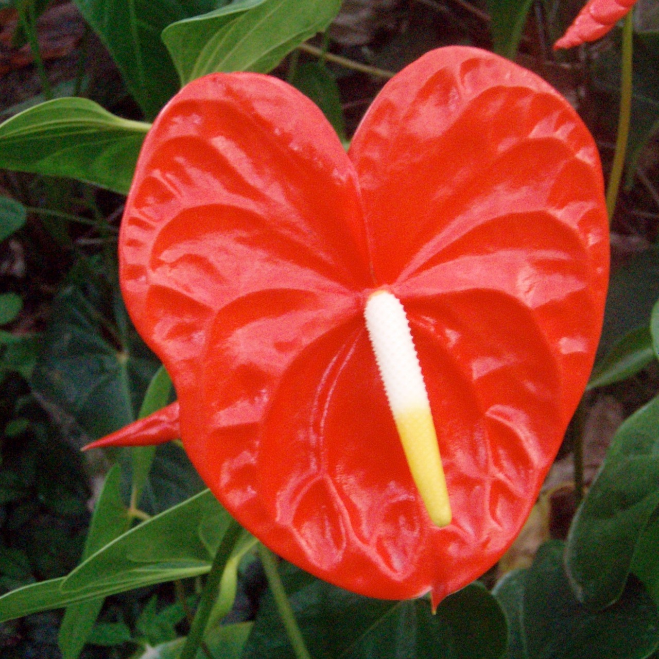 Flower Picture Anthurium Picture