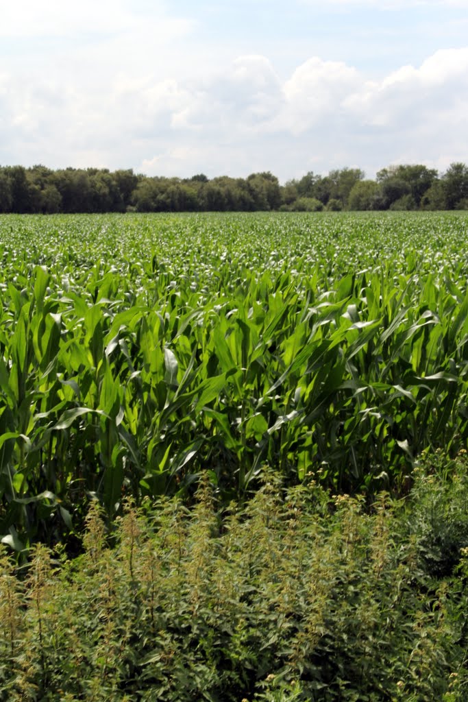 All The Live Long Day: Bremerhaven - 13 to 18 July 2011