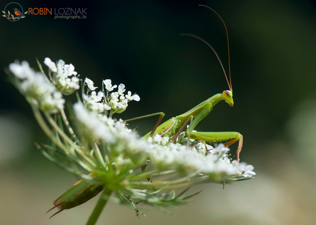 VIRTUAL DJ SOFTWARE - Download Addons