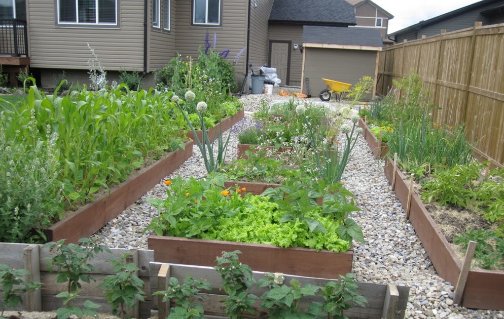 Family Adventures: Vegetable Garden on July 2011