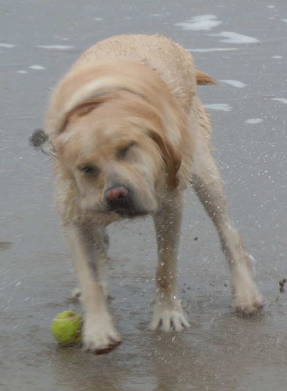 Hendry's Beach wet Labrador